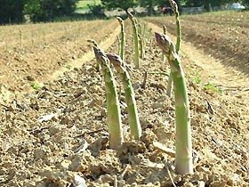 Asparagus growing in a field